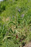 Rumex crispus