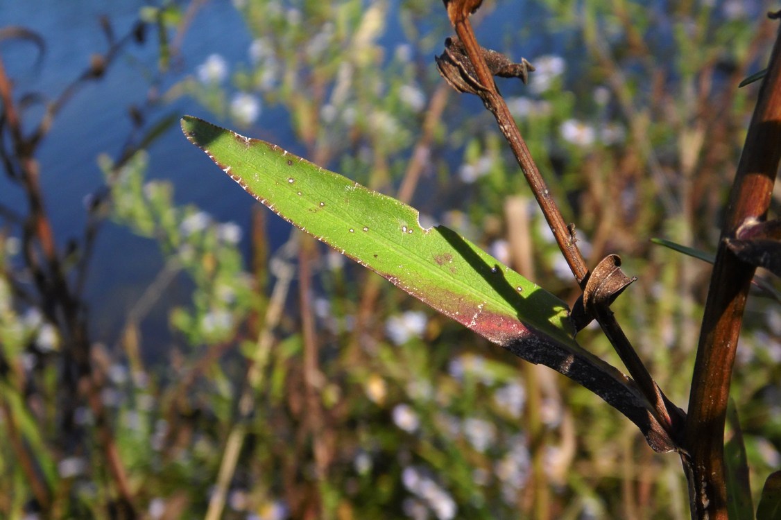 Image of Symphyotrichum &times; versicolor specimen.