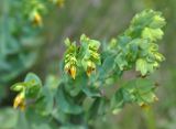 Cerinthe minor