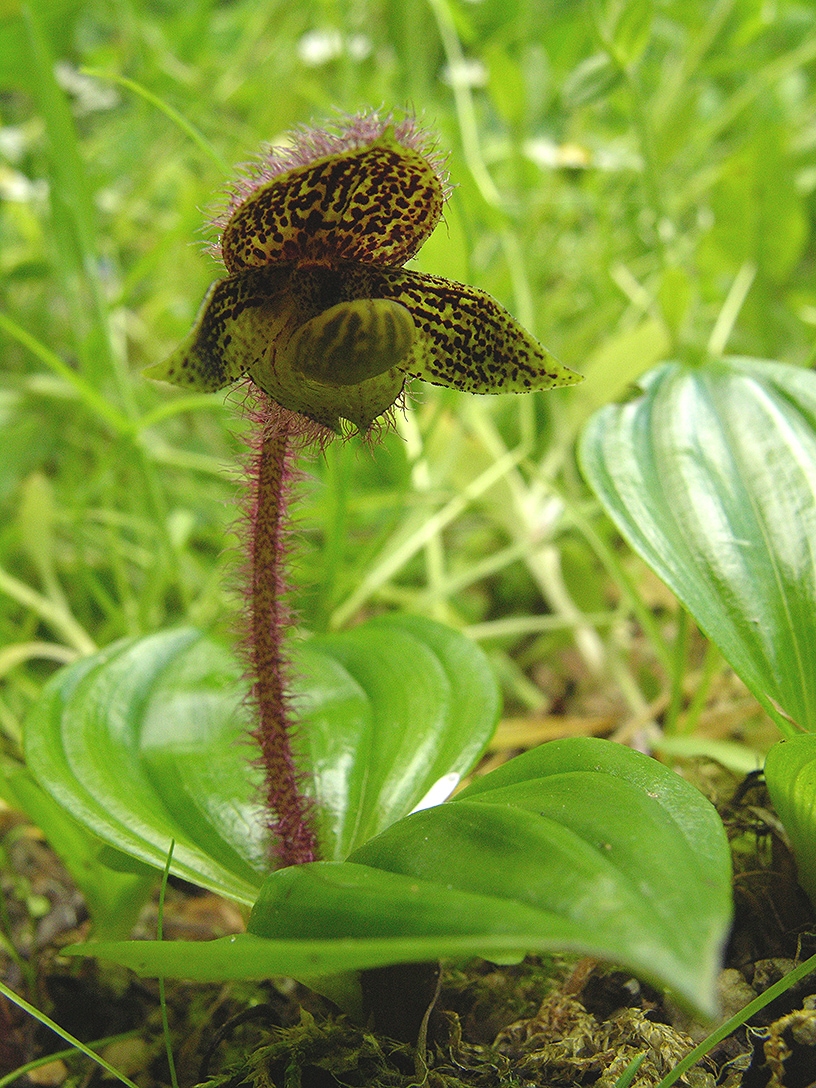 Image of Cypripedium micranthum specimen.