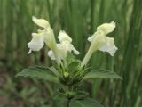 Galeopsis segetum. Верхушка цветущего растения. Нидерланды, провинция Gelderland, община Wijchen, сорное в посевах зерновых. 12 июня 2010 г.