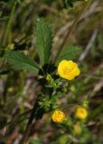 Potentilla chrysantha