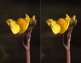 Utricularia australis