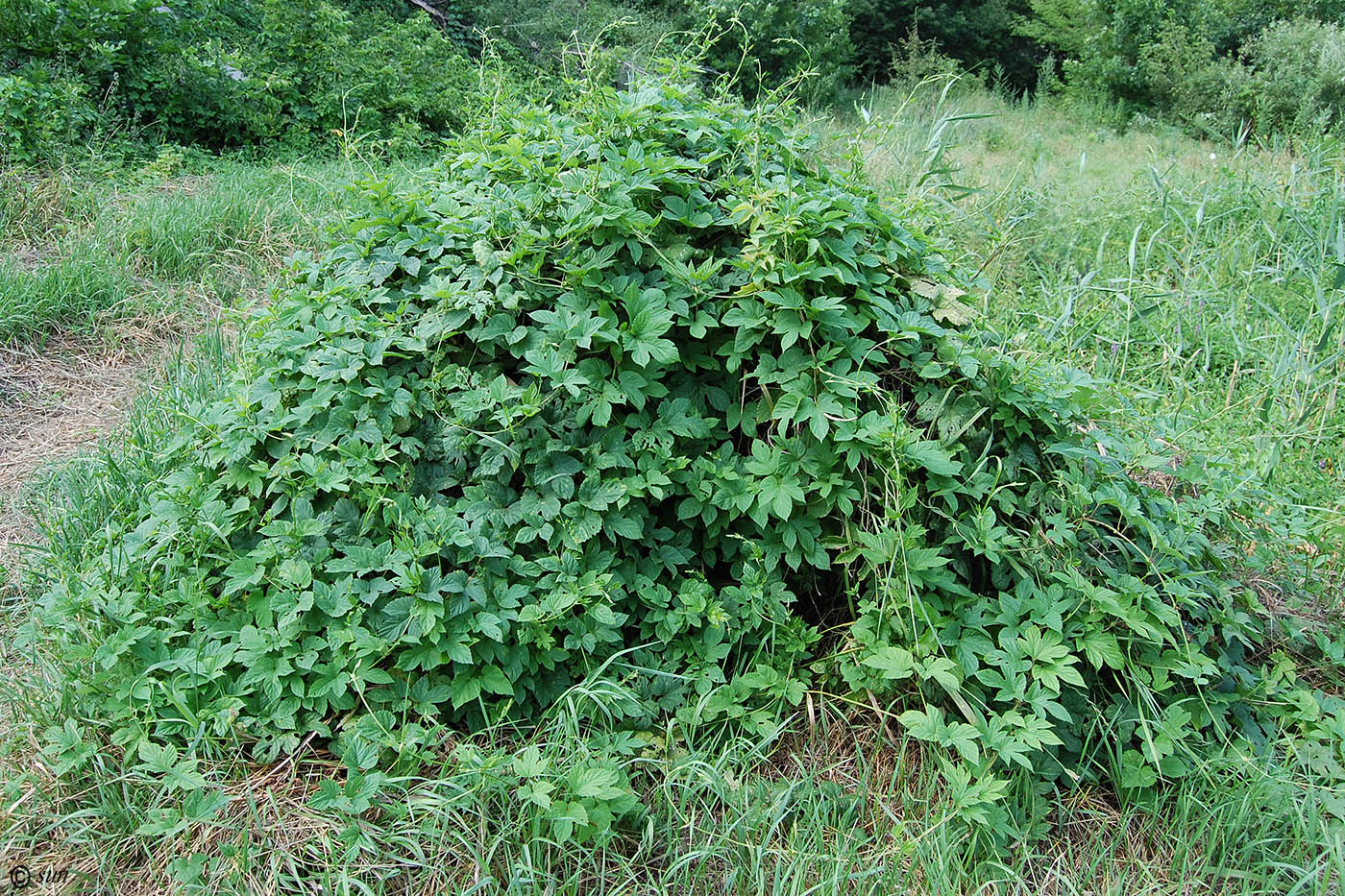 Изображение особи Humulus lupulus.