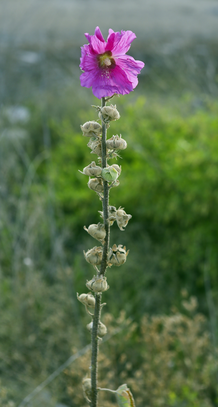 Image of Alcea rosea specimen.