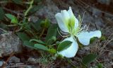 Capparis herbacea. Часть ветви с цветком и бутонами. Крым, Балаклава, урочище Аязьма, сухой каменистый склон. 31.07.2017.