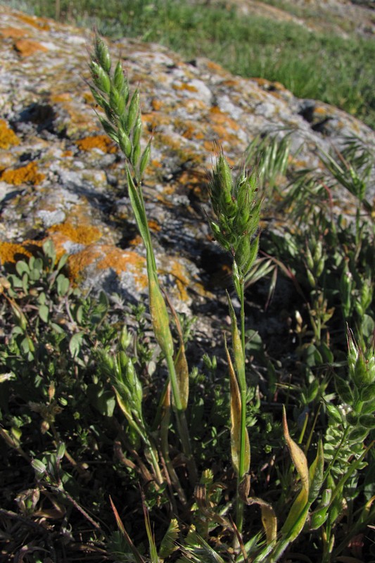 Изображение особи Bromus hordeaceus.