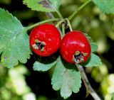 Crataegus microphylla