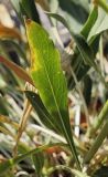 Cephalaria coriacea. Лист. Крым, городской округ Ялта, Ай-Петринская яйла, каменистый склон. 14.08.2017.