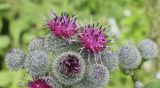 Arctium tomentosum