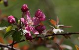 Malus niedzwetzkyana