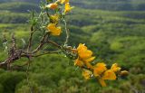 Genista angustifolia. Цветущий побег. Республика Адыгея, Майкопский р-н, ок. 6 км юго-восточнее хутора Победа, хребет Скалистый (Уна-Коз), скала Галкина, на скальном обнажении. 05.05.2018.