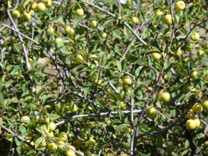 Изображение особи Prunus cerasifera.