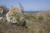 род Crataegus. Плодоносящее растение. Крым, Керченский п-ов, Приазовье, Генеральские пляжи, балка в петрофитной степи, сходящая к берегу моря. 18.08.2018.