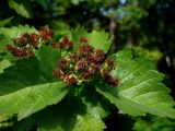 Crataegus sanguinea. Ветвь с завязавшимися плодами. Чувашия, окр. г. Шумерля. 21 мая 2008 г.