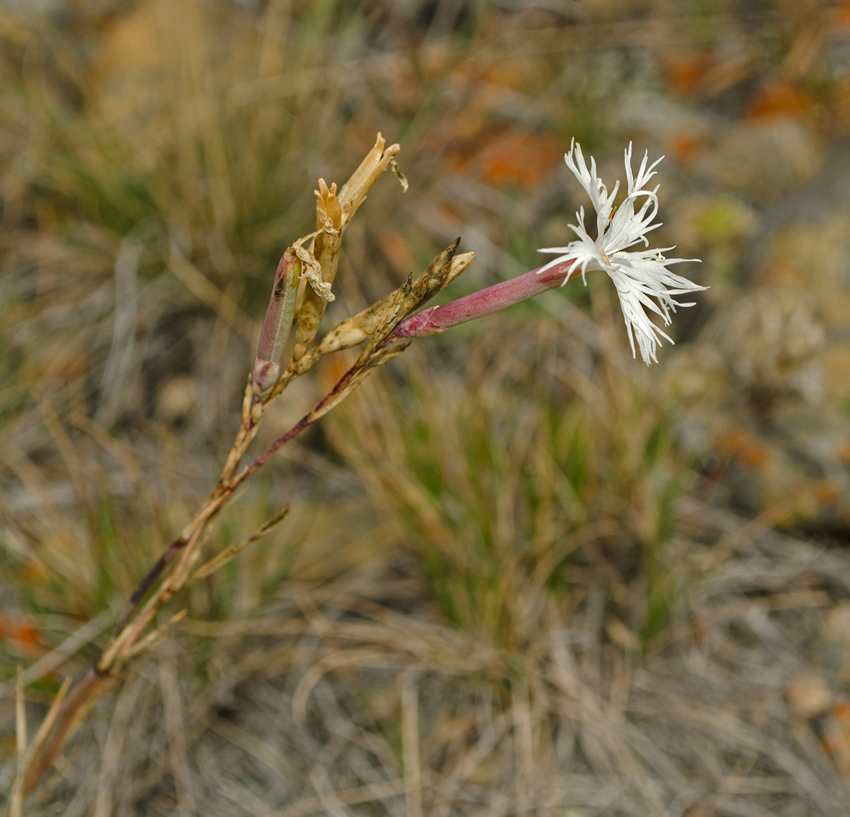 Изображение особи Dianthus acicularis.