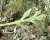 Papaver lapponicum подвид orientale. Лист. Чукотка, Билибинский р-н, низ сопки напротив рудника Каральвеем. 12.07.2018.