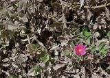 Aptenia × vascosilvae. Часть цветущего растения. Кипр, г. Айа-Напа, охраняемая зона Agías Théklas, каменистый спуск к морю. 30 сентября 2018 г.