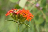 Lychnis chalcedonica. Соцветие. Ленинградская обл., Ломоносовский р-н, окр. дер. Глядино, разнотравно-злаковый суходольный луг, у обочины полевой дороги. 22.07.2018.