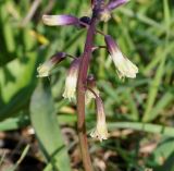 Bellevalia trifoliata