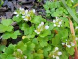 Saxifraga bracteata. Цветущие растения. Камчатка, побережье Берингова моря, мыс Цепочка, каменистый береговой склон. 19.07.2018.