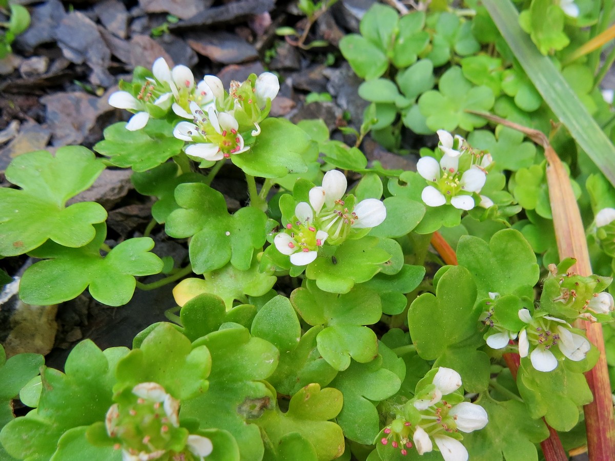 Изображение особи Saxifraga bracteata.