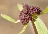 Sanicula rubriflora