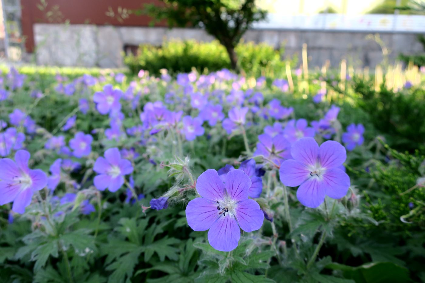 Изображение особи Geranium himalayense.