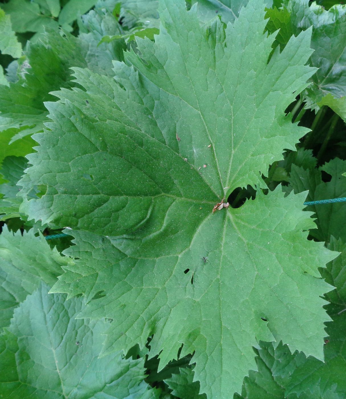 Изображение особи Ligularia stenocephala.