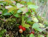 Vaccinium praestans