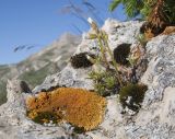 Minuartia circassica. Цветущее растение. Адыгея, Кавказский биосферный заповедник, северо-восточный склон горы Оштен, ≈ 2100 м н.у.м., на скале. 24.07.2017.