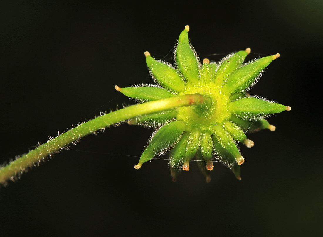 Image of Anemone amurensis specimen.