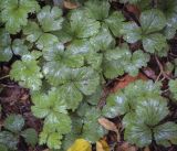 Waldsteinia ternata. Листья после дождя. Москва, Аптекарский огород, теневой сад, в культуре. 03.09.2021.