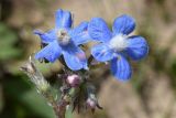 Anchusa azurea