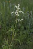 Aconogonon panjutinii