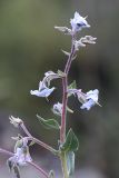 Trichodesma incanum. Верхушка цветущего растения. Южный Казахстан, хр. Каратау, ущ. Саясу. 29.07.2010.