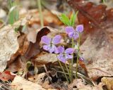 Viola dactyloides. Цветущее растение. Амурская обл., Архаринский р-н, отроги Малого Хингана, опушка дубового редколесья на каменистом склоне южной экспозиции. 21.05.2022.