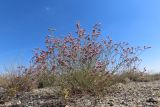 Limonium leptophyllum