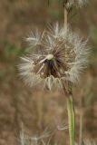 Hypochaeris radicata