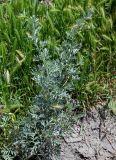 Artemisia absinthium