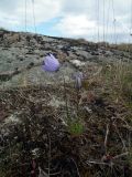 Campanula rotundifolia