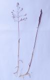Agrostis geminata