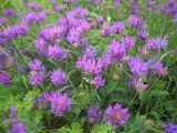 Astragalus onobrychis