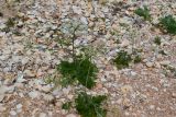 Astrodaucus littoralis