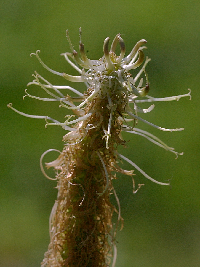 Изображение особи Phyteuma spicatum.