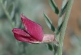 Oxytropis gebleriana