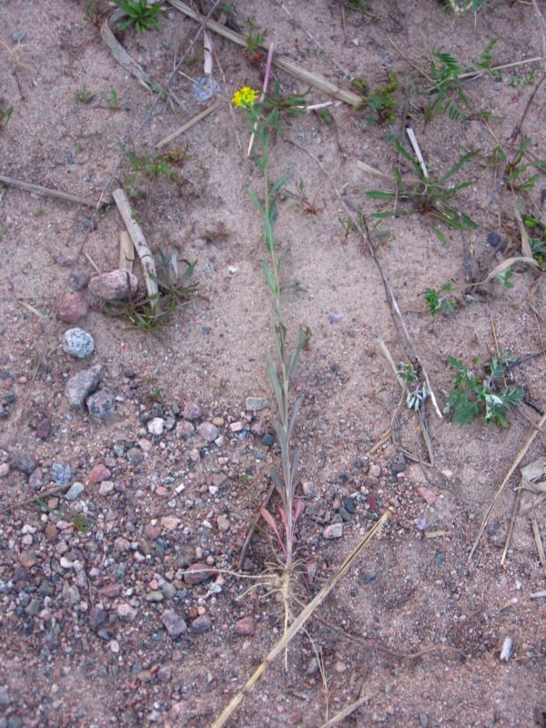 Изображение особи Erysimum hieraciifolium.