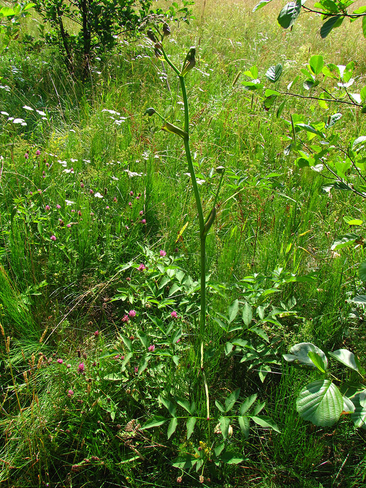 Изображение особи Angelica sylvestris.