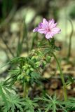 Geranium transversale