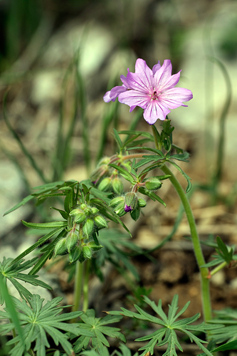 Изображение особи Geranium transversale.